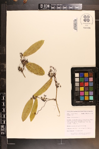 Smilax laurifolia image