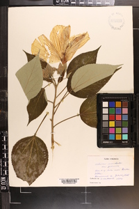 Hibiscus moscheutos image