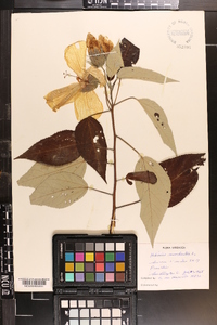 Hibiscus moscheutos image