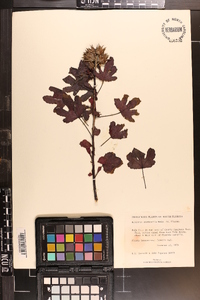 Hibiscus acetosella image