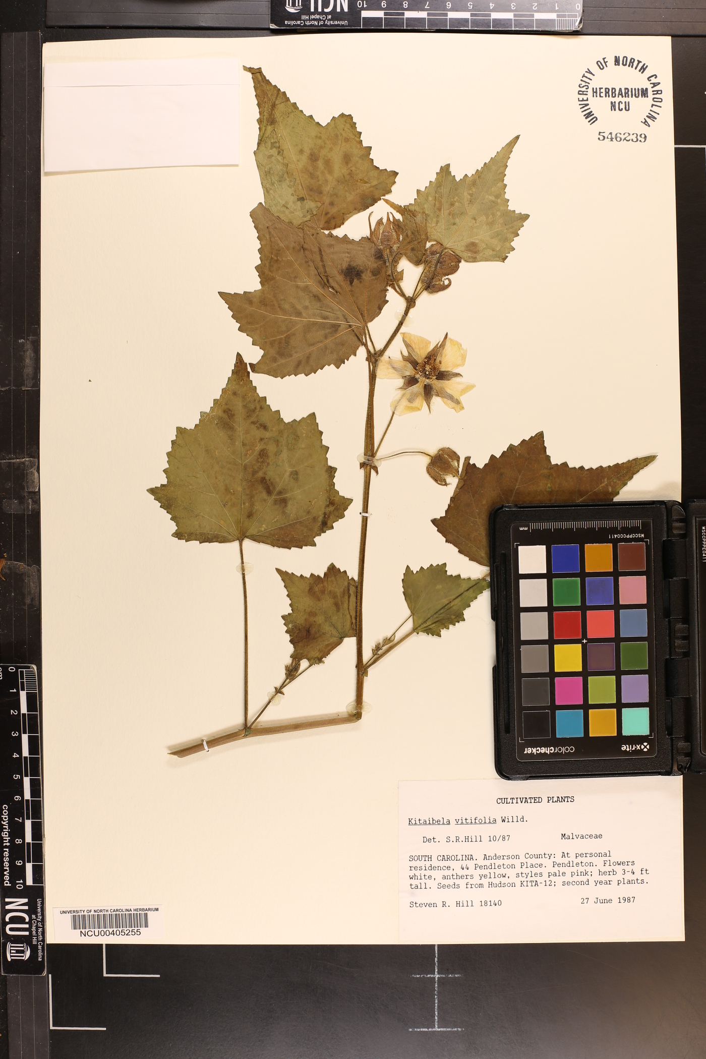 Kitaibelia vitifolia image