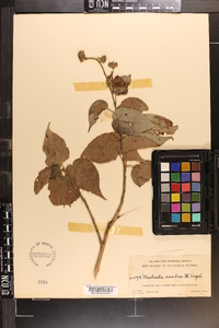 Pavonia paniculata image