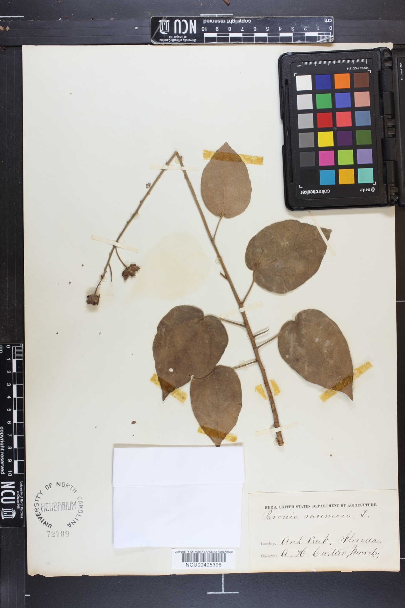 Pavonia racemosa image