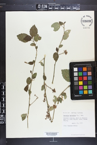 Pavonia spinifex image