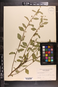 Sida rhombifolia image