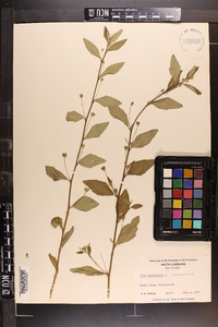 Sida rhombifolia image