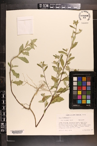 Sida rhombifolia image