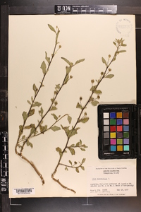 Sida rhombifolia image