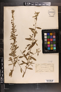 Sida rhombifolia image