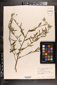 Sida rhombifolia image