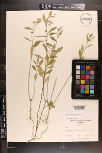 Sida rhombifolia image