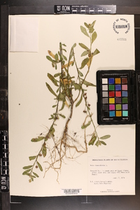 Sida rhombifolia image