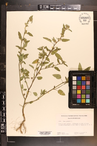 Sida spinosa image