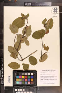 Amelanchier sanguinea image