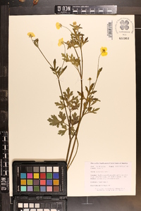 Ranunculus repens image