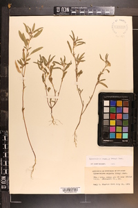 Sphaeralcea angusta image
