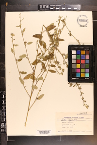 Sida spinosa image