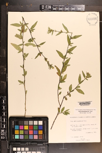Sida rubromarginata image