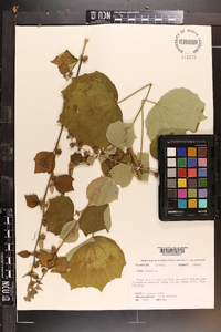 Urena lobata image