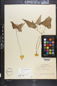 Viola hastata image