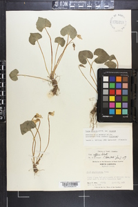 Viola sororia var. sororia image