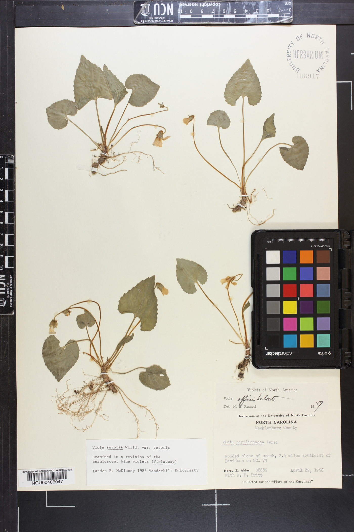 Viola sororia var. sororia image