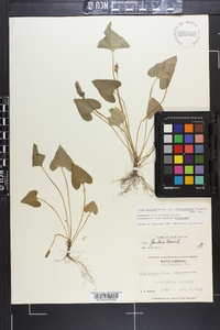 Viola missouriensis image