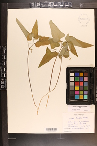 Viola hastata image