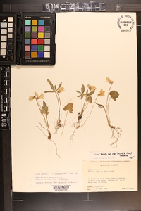 Viola palmata var. palmata image