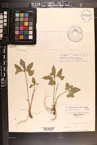 Viola palmata image