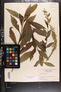 Solidago rugosa var. aspera image