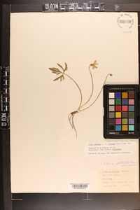 Viola palmata var. palmata image