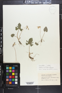 Viola palmata var. triloba image