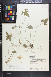 Viola palmata image