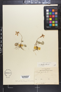 Viola palmata image