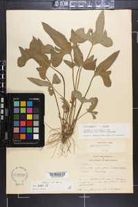 Viola palmata image