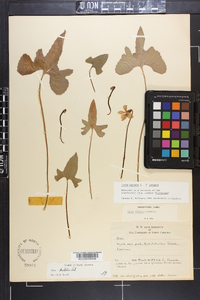 Viola palmata image