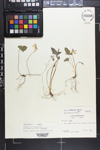 Viola palmata image