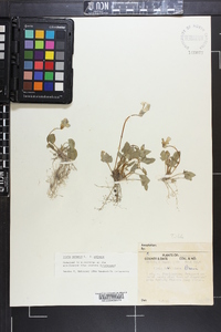 Viola palmata image