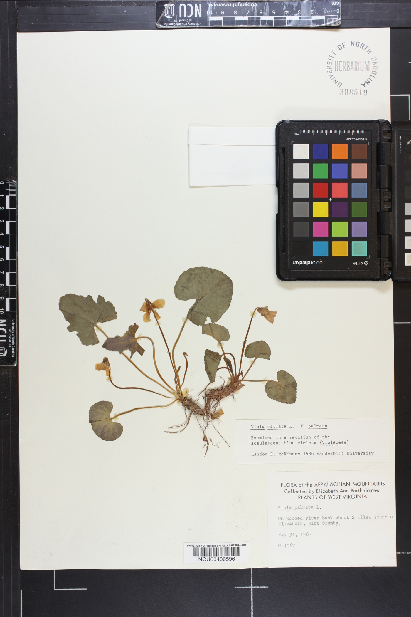 Viola palmata var. triloba image