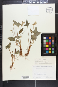 Viola palmata image