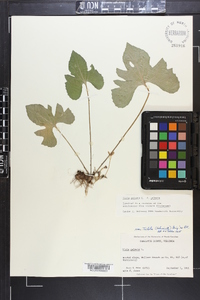 Viola palmata image