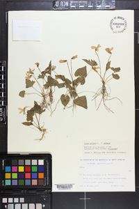 Viola palmata image