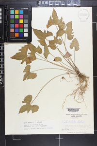 Viola palmata var. triloba image