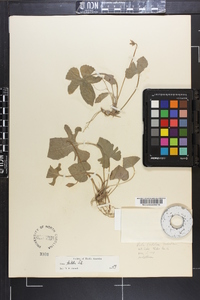 Viola palmata image