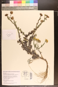 Chrysopsis gossypina subsp. gossypina image