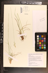 Danthonia sericea image