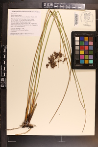 Juncus roemerianus image