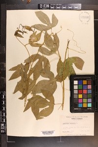 Passiflora incarnata image