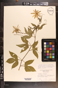 Passiflora incarnata image